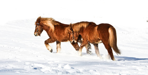 Obraz premium Isländer