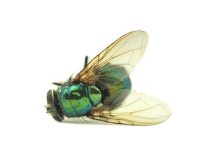 Fly isolated on white