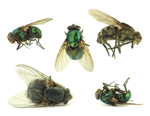 Flies