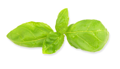 Basil leaf isolated on white