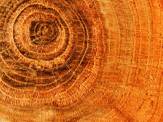 Fototapeta premium Textures tree oak