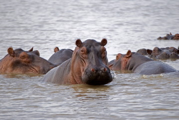 Hippos, Selous National Park, Tanzania