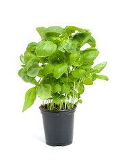 fresh basil plant over white background