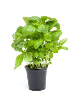 Fresh Basil Plant Over White Background