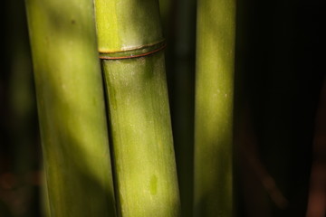 Obraz premium tiges de bambou 1