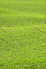Green hills