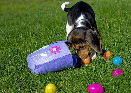 Cute Beagle Puppy with Easter Basket