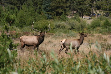 Elk couple