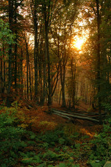 Solar beams making the way through a fog