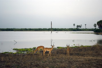 Impalas, Selous National Park, Tanzania