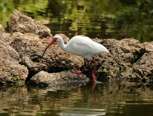 White ibis