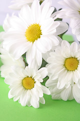 White camomile  bouquet on green background