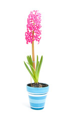 Naklejka na ściany i meble Pink hyacinth flower in blue pot over white background