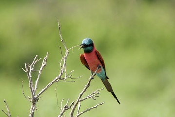 Southern Carmine Bee-eater, Selous National Park, Tanzania