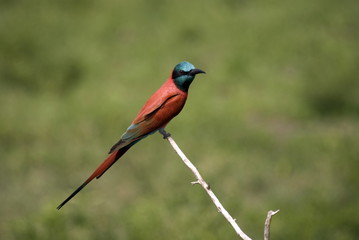 Southern Carmine Bee-eater, Selous National Park, Tanzania