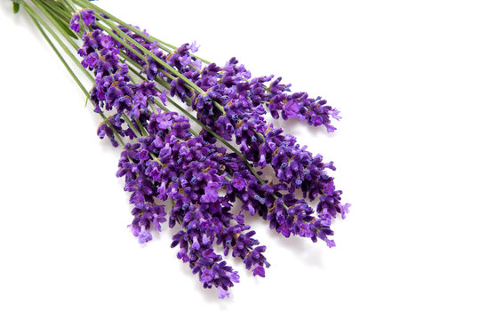 Lavender over white background