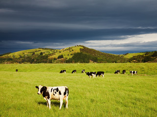 Fototapeta premium Grazing calves