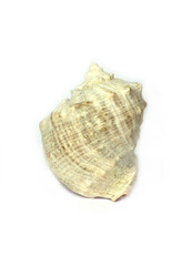 Sea clam isolated on white
