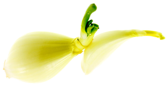 oignons sans pelures