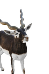 Dorcas Gazelle 4 White