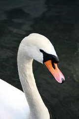 swan