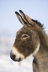 Portrait eines Esels © Bergringfoto
