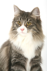 Norvégien de face en gros plan