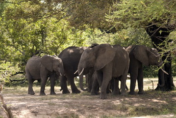 Fototapeta premium Słonie, Park Narodowy Selous, Tanzania