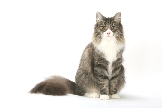 chat norv&eacute;gien &agrave; la fourrure opulente assis de face