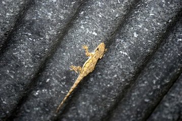 Zanzibar gecko, Jozani National Park, Zanzibar, Tanzania