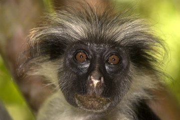 Red colobus, Jozani - Chwaka National Park, Zanzibar, Tanzania
