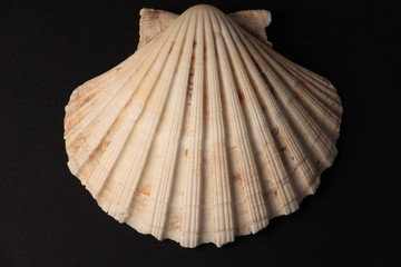 The Sea Shell on the black Background
