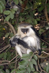 Red colobus, Jozani - Chwaka National Park, Zanzibar, Tanzania