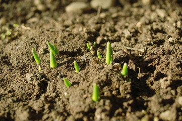 first plants
