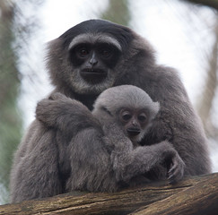 Gibbon and Baby 6613
