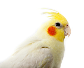 Cockatiel, Cockatoo Parrot, Quarrion, Weero, Nymphicus hollandic