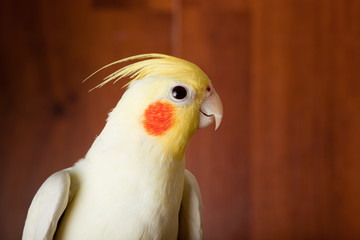 Cockatiel, Cockatoo Parrot, Quarrion, Weero, Nymphicus hollandic