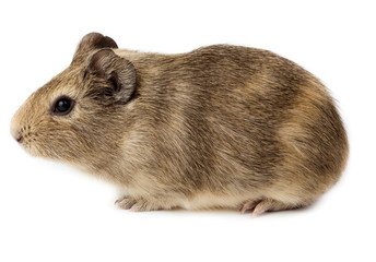 Guinea pig, Cavy, Cavia porcellus