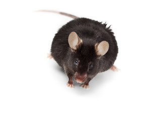 Fancy Mouse, Mus musculus domesticus