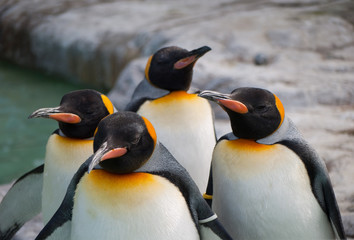 Four penguins