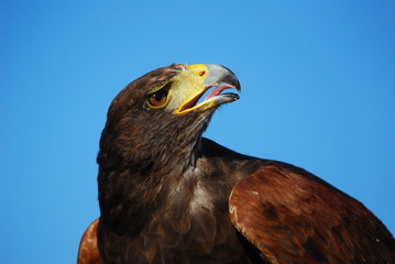 Aguila