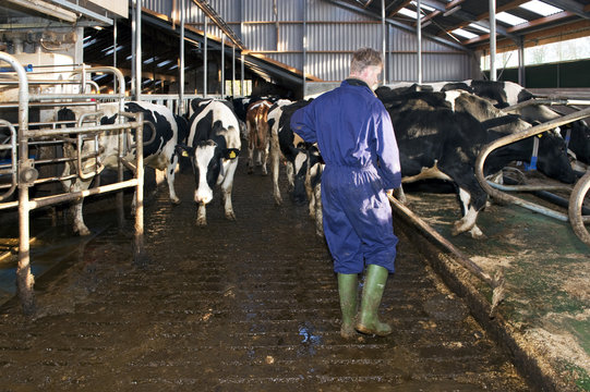 Farmer Cleaning A Stable