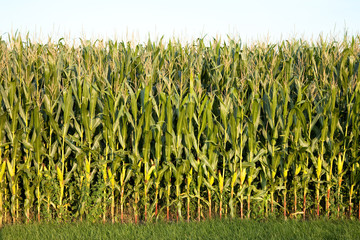 corn