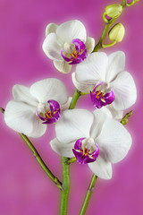 Naklejka na ściany i meble Orchidée blanc 3