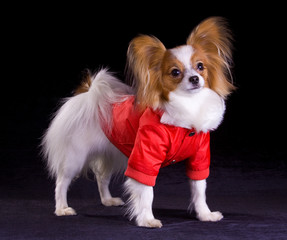 Dog of breed papillon