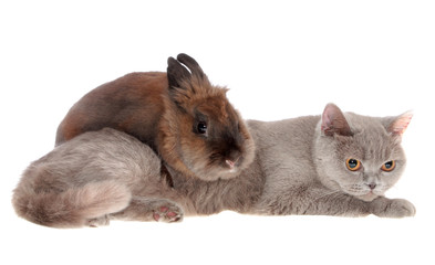 Obraz premium cat and rabbit