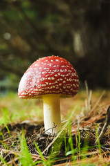Aminita Muscaria - poisonous mushroom