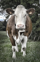 Naklejka na ściany i meble cow with bell on meadows