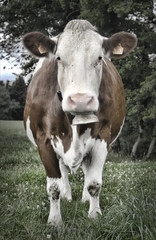 cow with bell on meadows