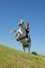 Steigendes Pferd